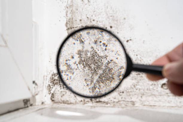 Why You Should Choose Our Mold Remediation Services in Woodland Park, NE